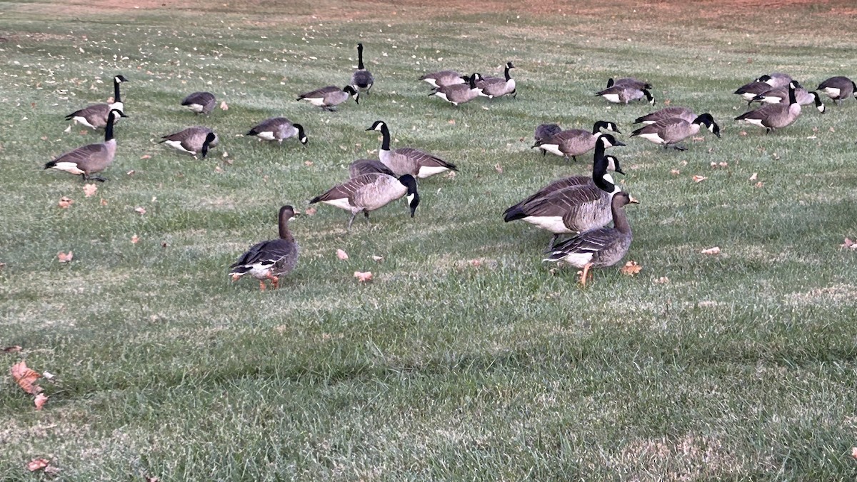 Greater White-fronted Goose - Jamie Buchanan