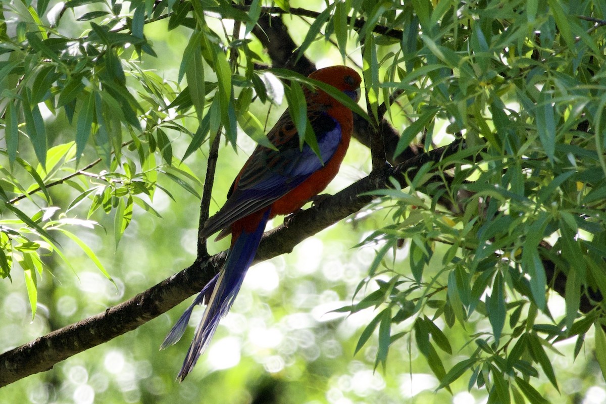 Crimson Rosella - ML610673869