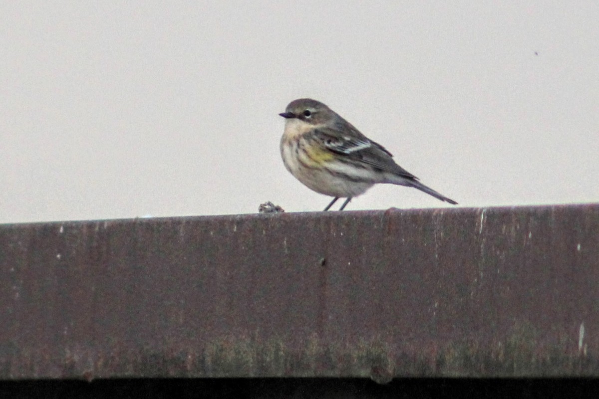 Yellow-rumped Warbler - Phil & Angie Beyer