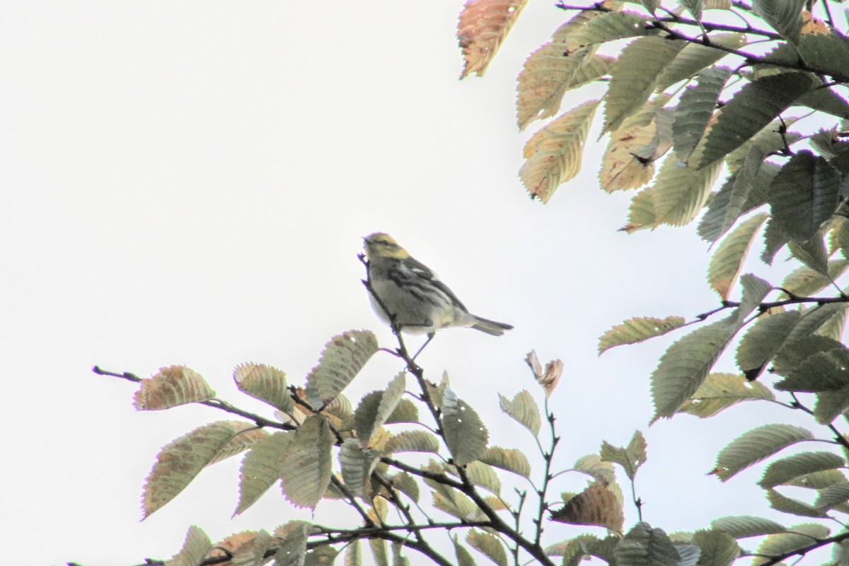 Black-throated Green Warbler - ML610674138