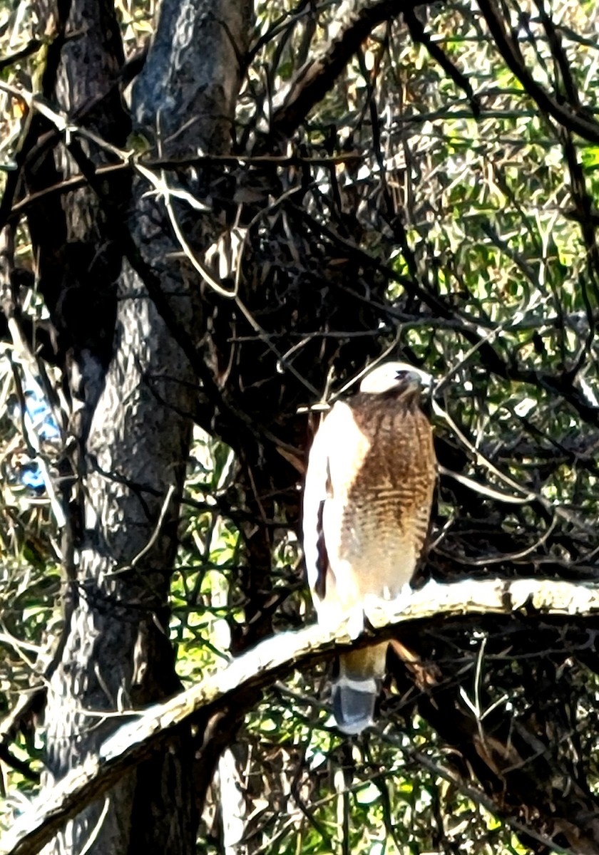 Cooper's Hawk - ML610674164