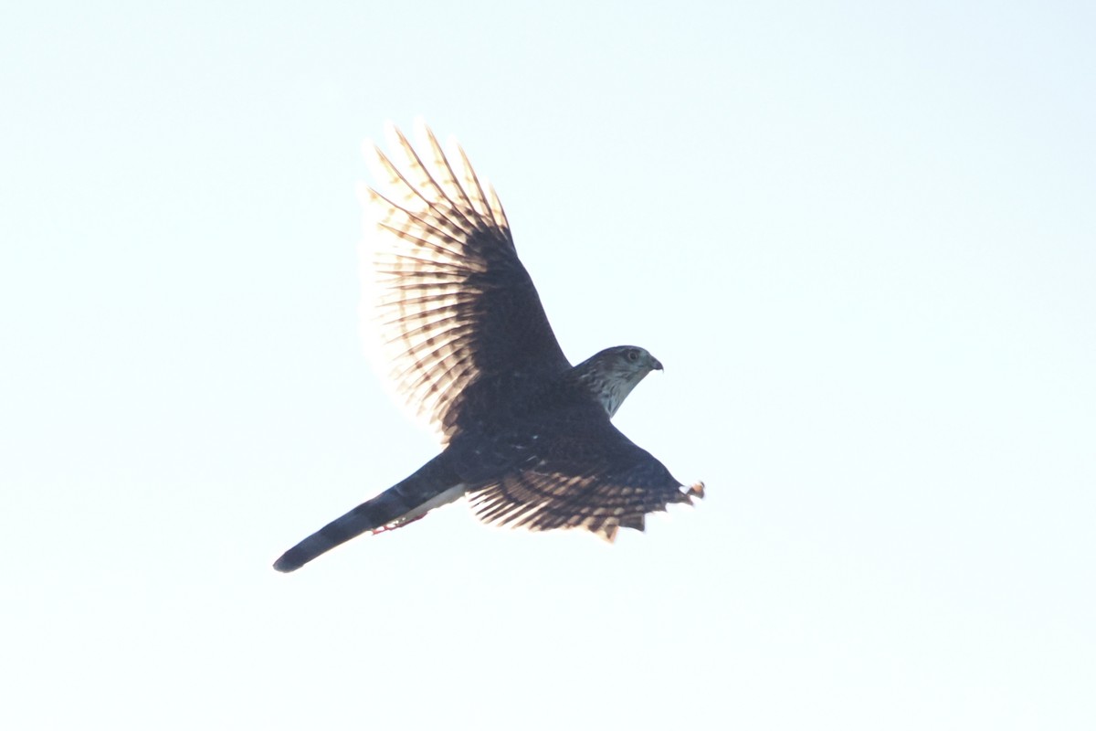 Sharp-shinned Hawk - ML610674176