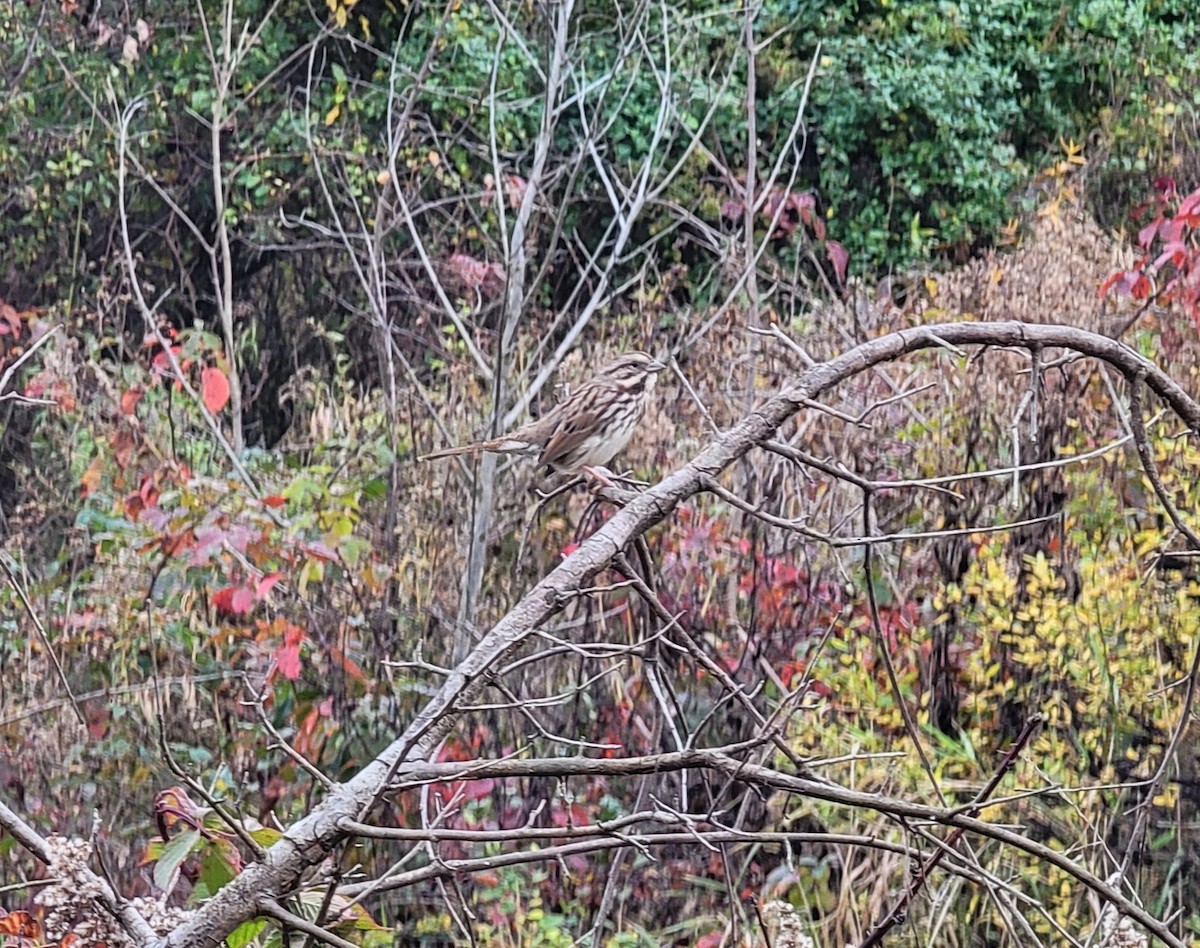 Song Sparrow - ML610674183