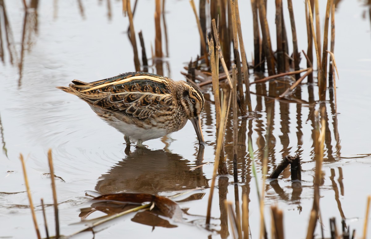 Jack Snipe - ML610674234