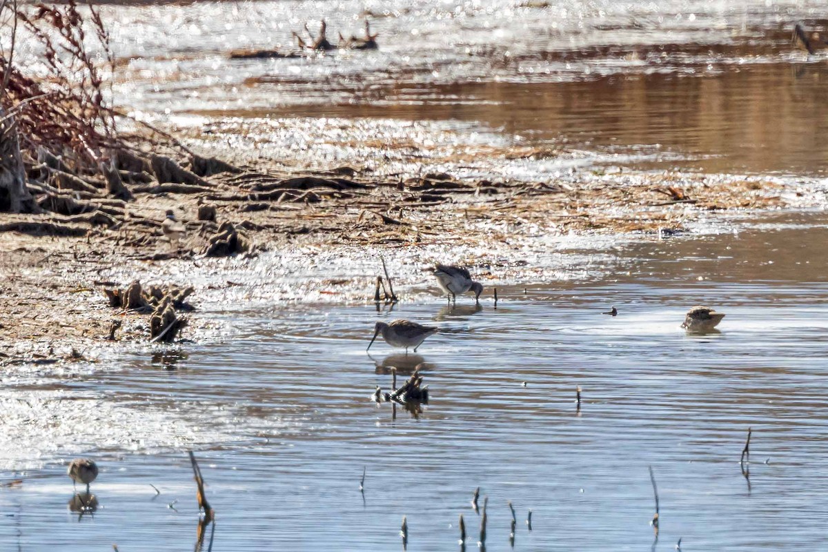 Long-billed Dowitcher - ML610674259