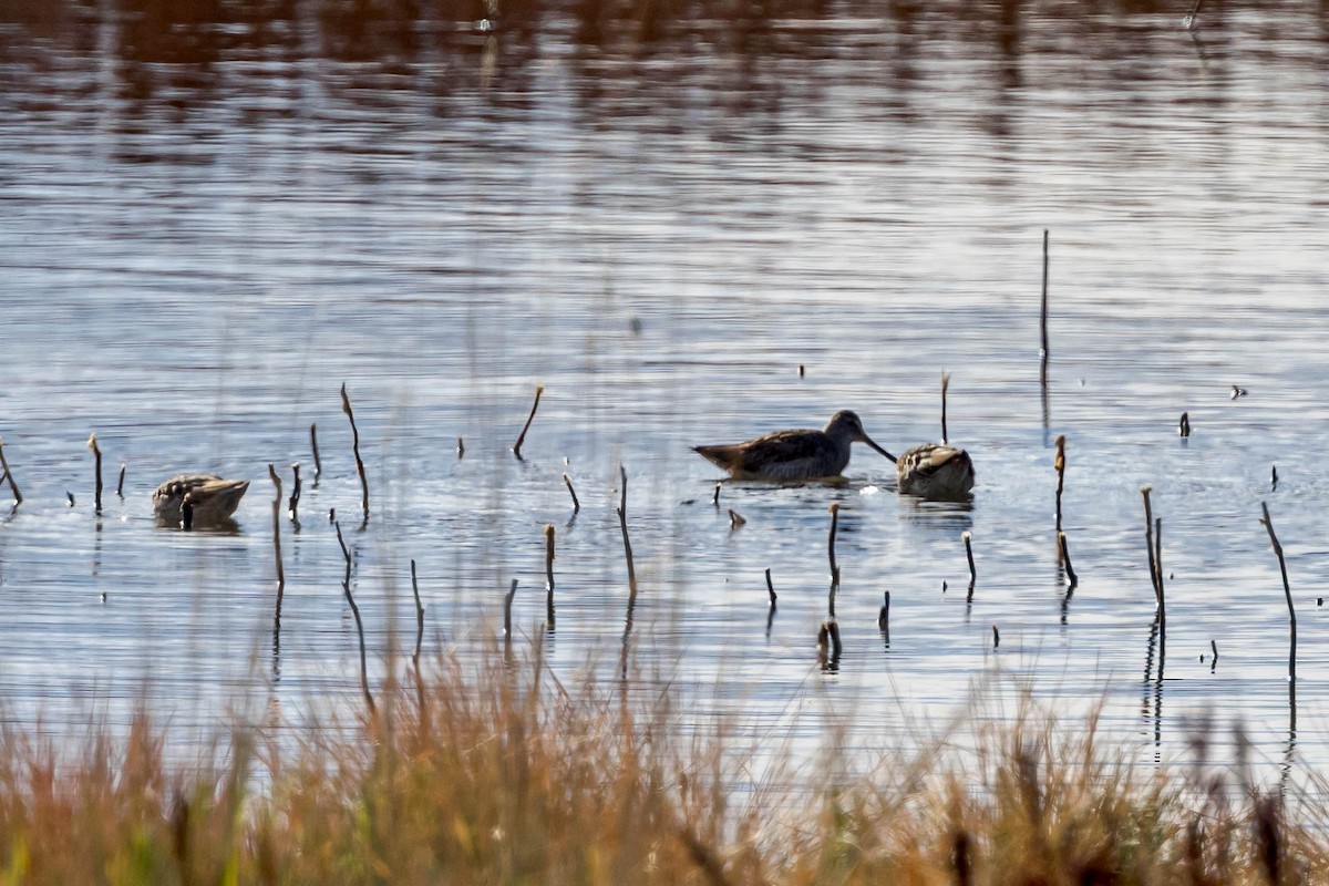 Long-billed Dowitcher - ML610674260