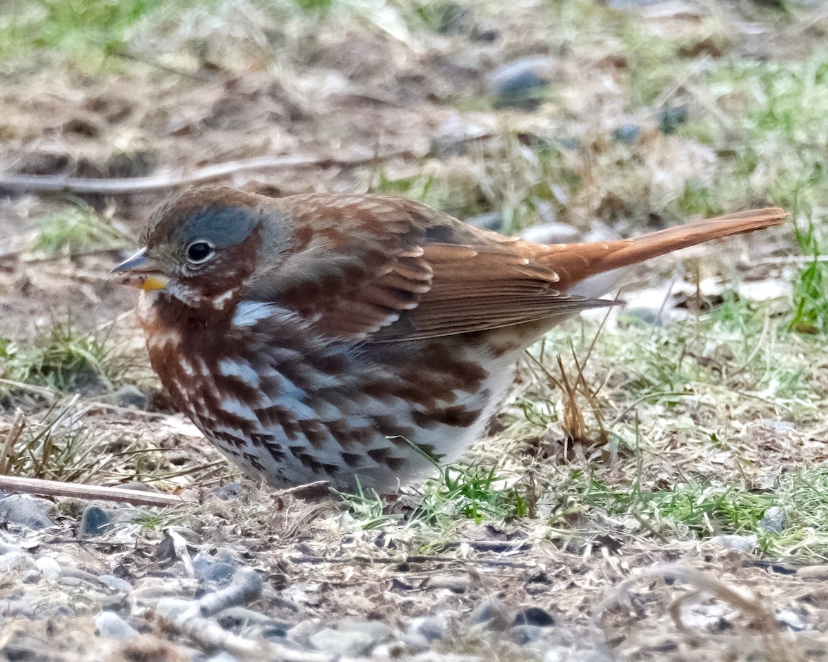 Fox Sparrow - ML610674326