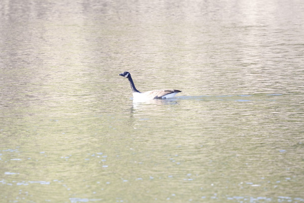 Canada Goose - ML610674373