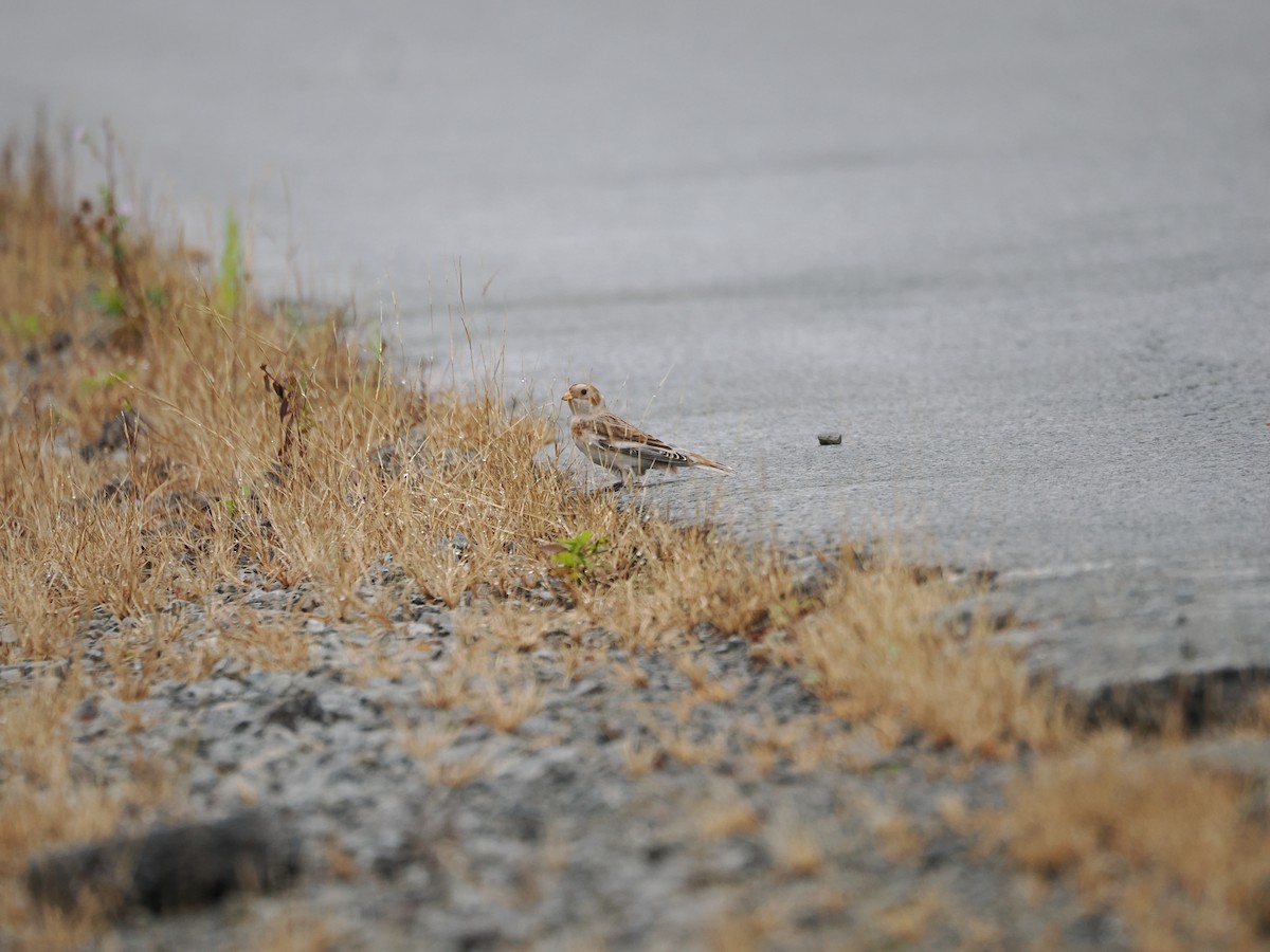 Snow Bunting - ML610674468