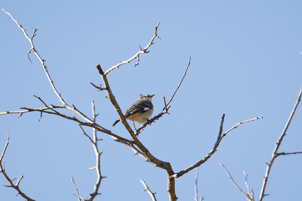 Northern Mockingbird - ML610674549