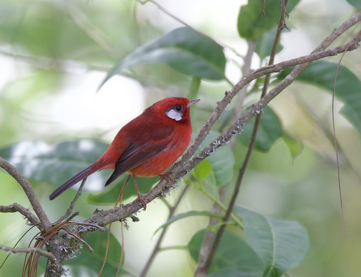 Red Warbler - ML610674574