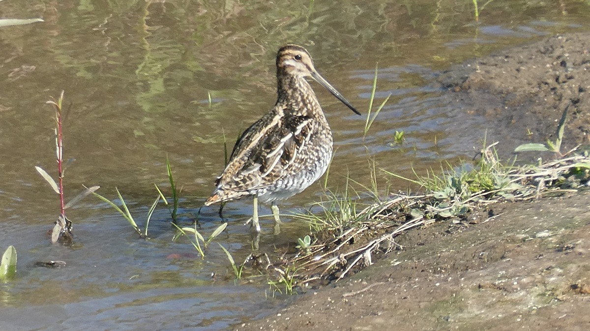 Wilson's Snipe - ML610674577