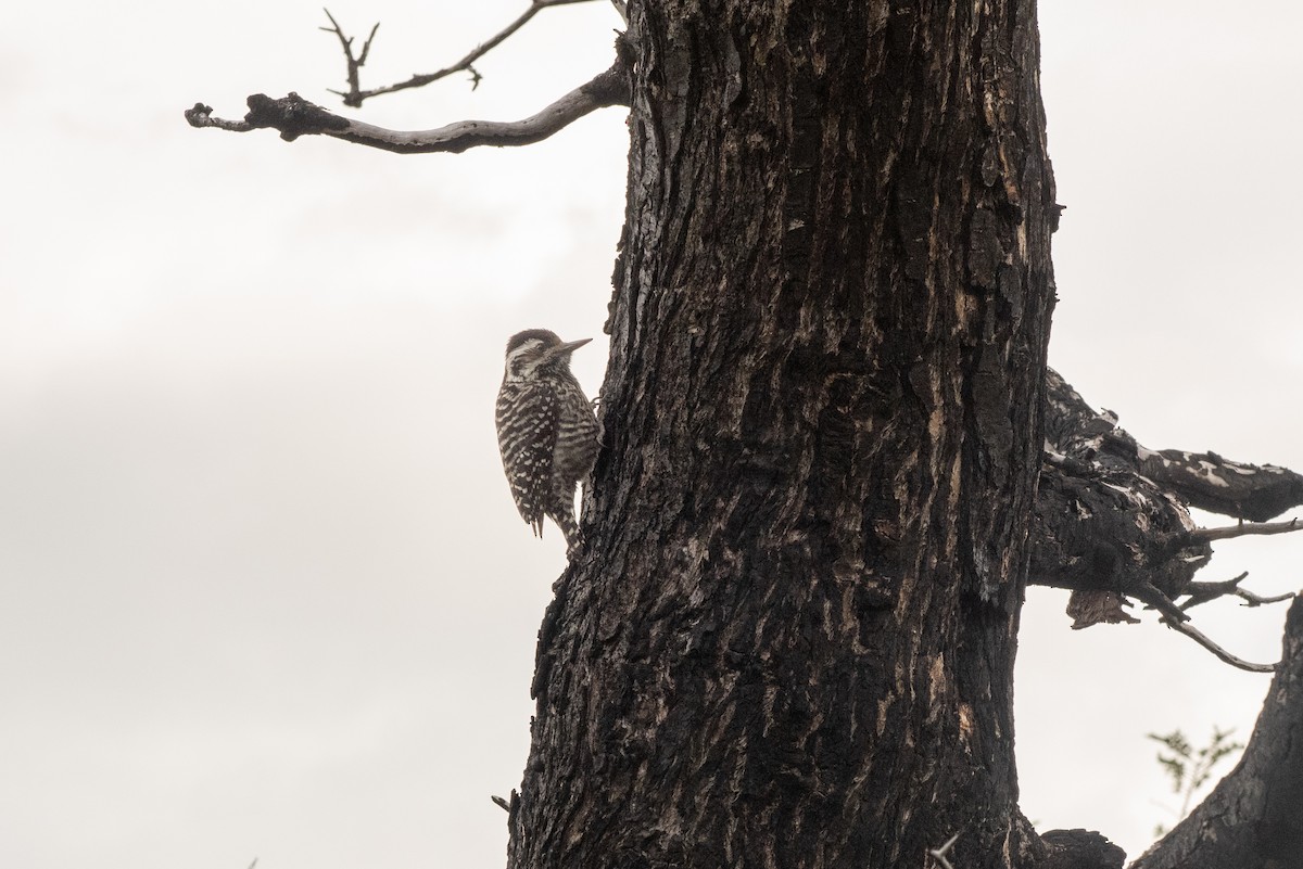 Striped Woodpecker - Brent Reed