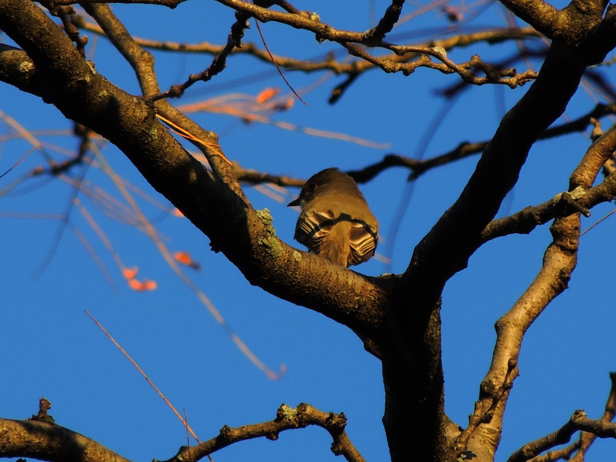 Eastern Phoebe - ML610674629