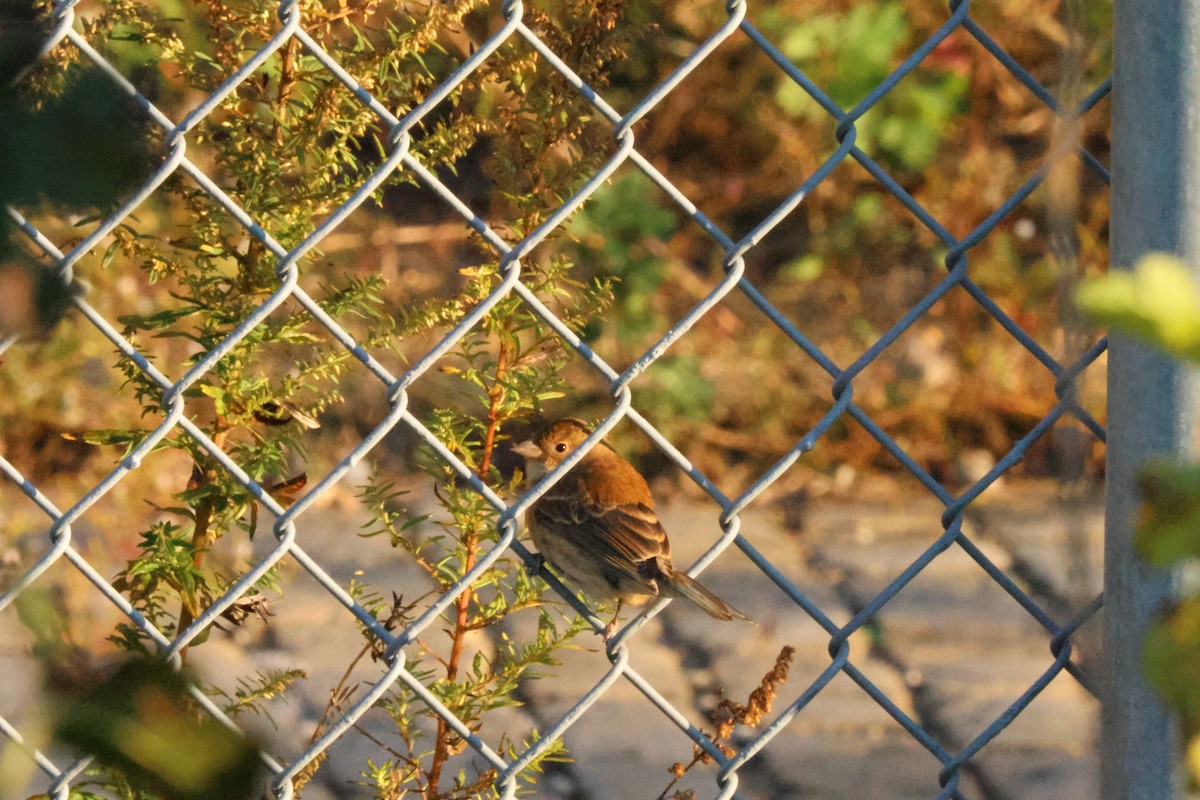 Indigo Bunting - ML610674700