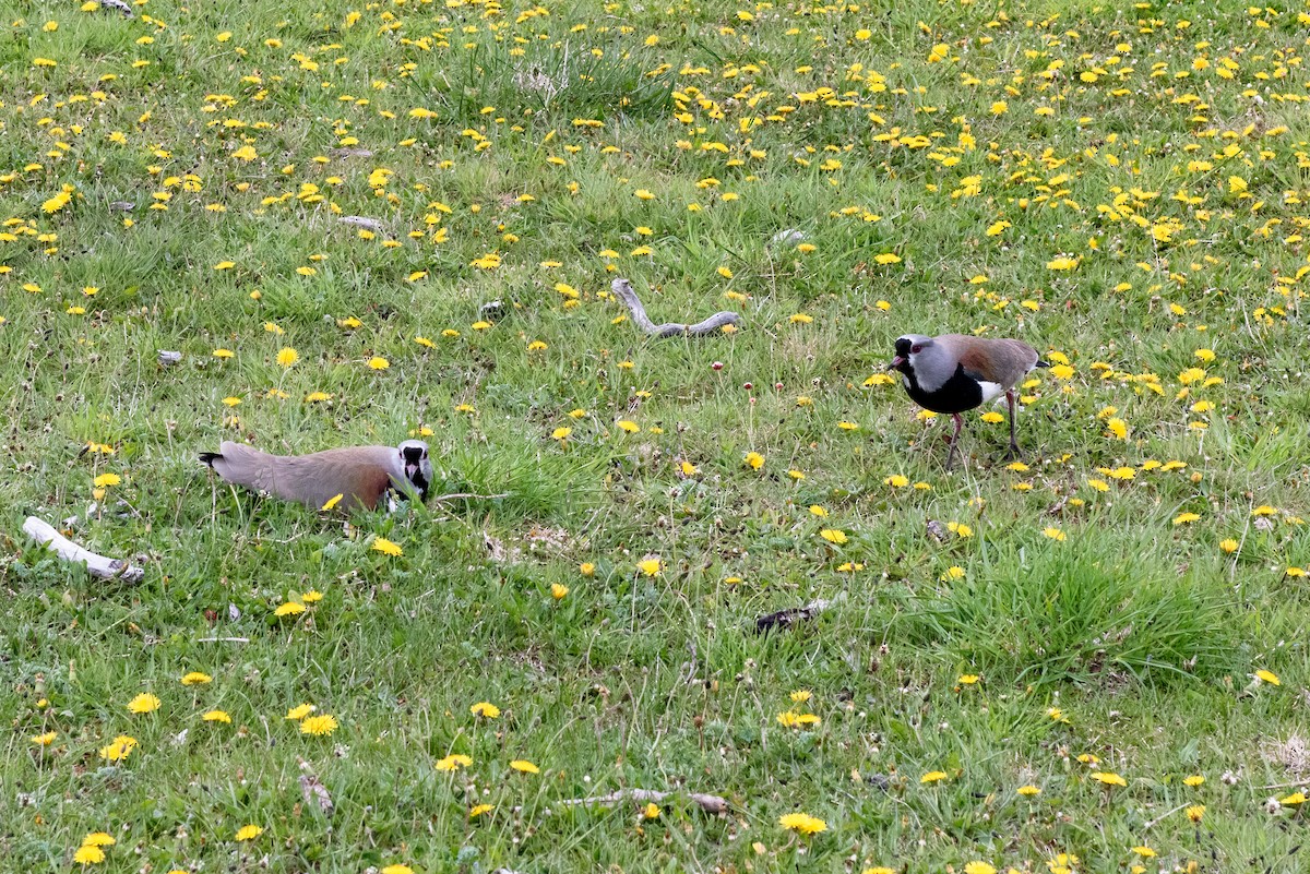 Southern Lapwing - Brent Reed