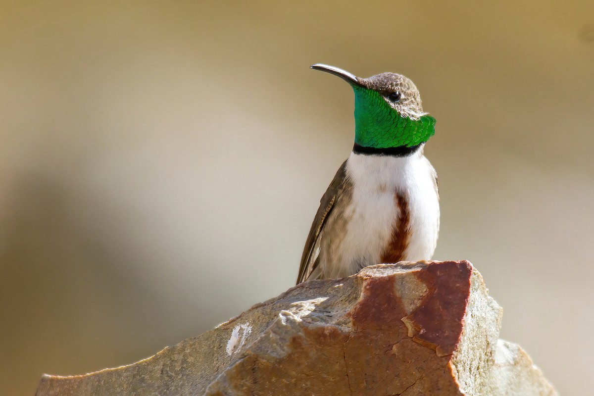 Colibrí Puneño - ML610674802