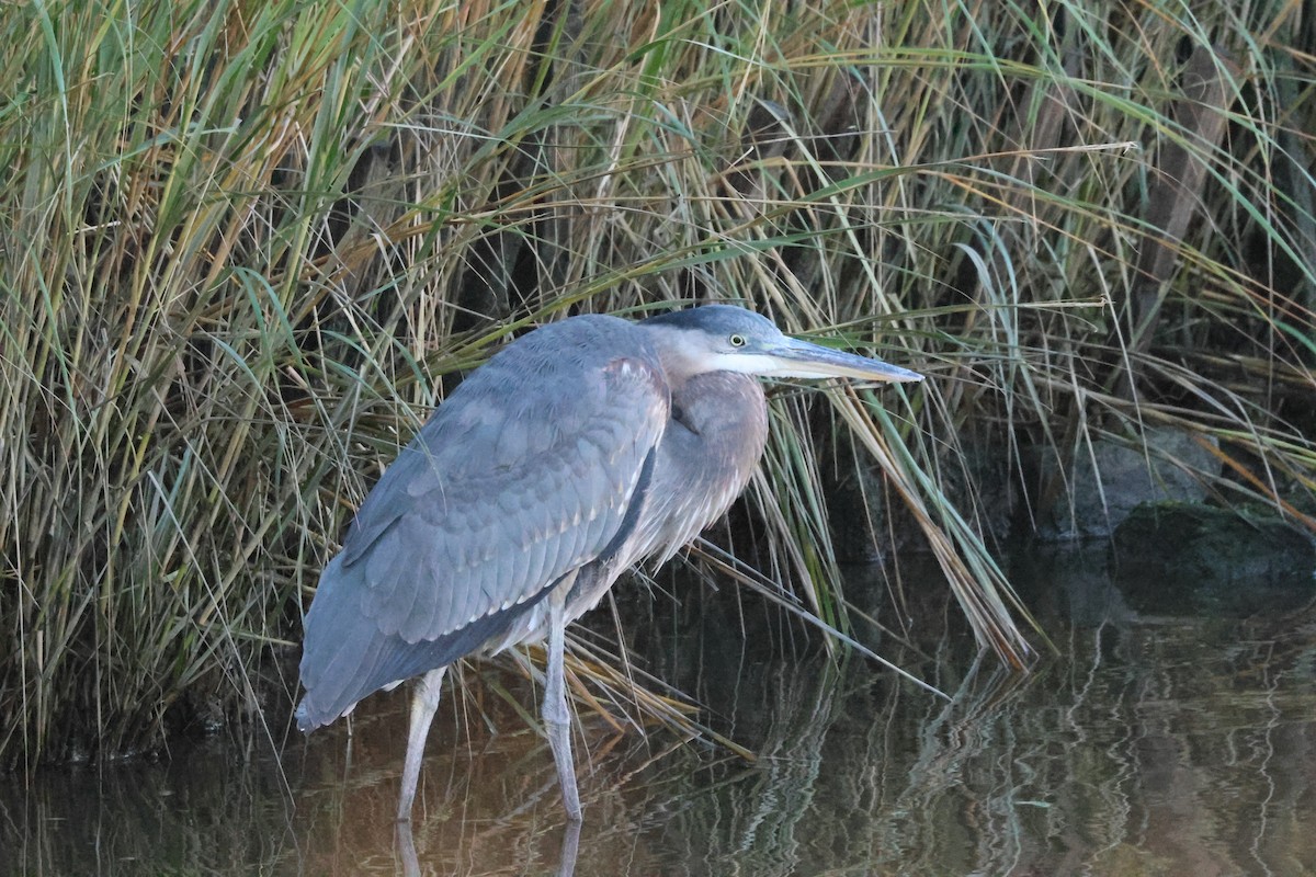 Great Blue Heron - Asher Fusco