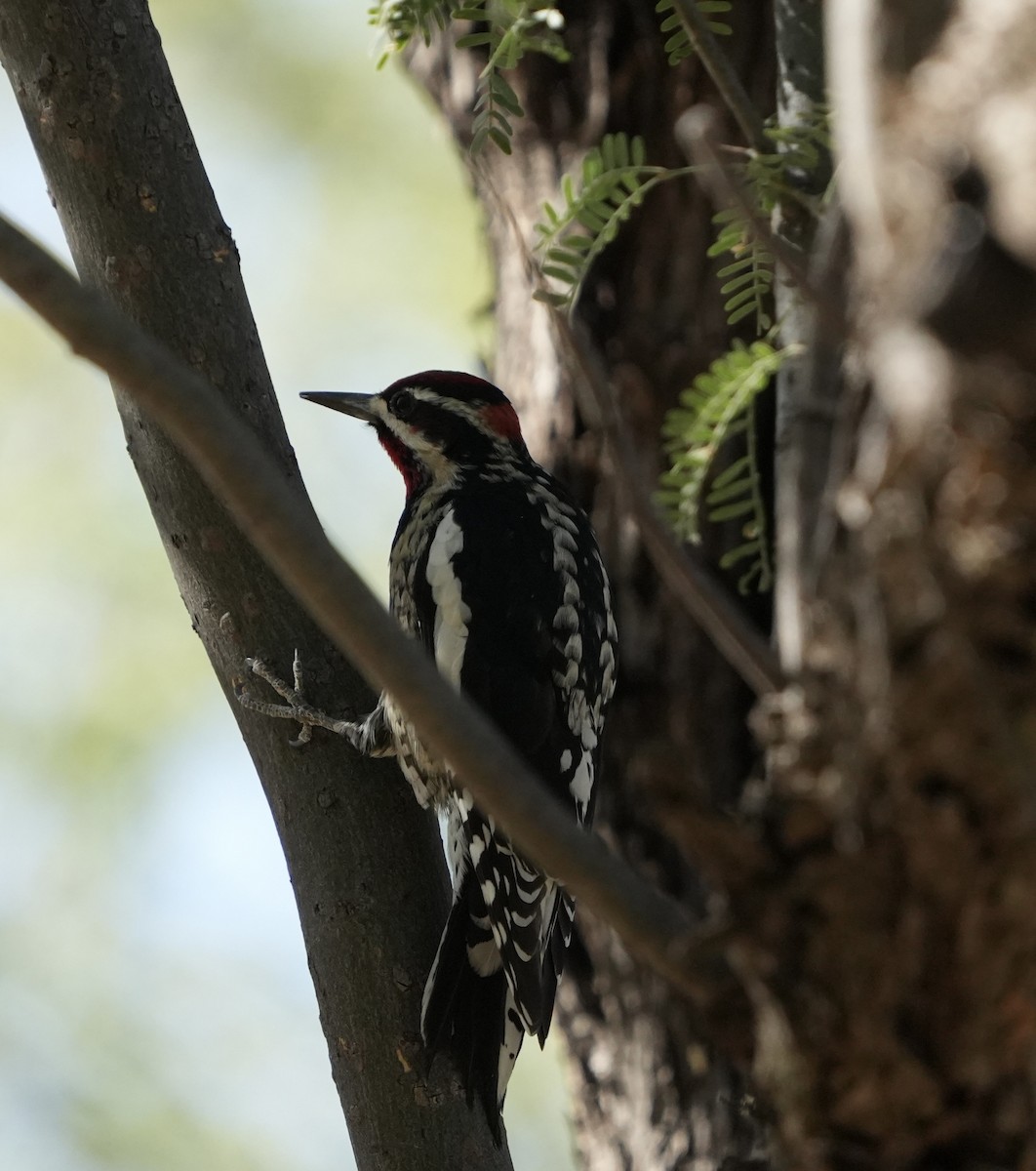 Red-naped Sapsucker - John Rhoades