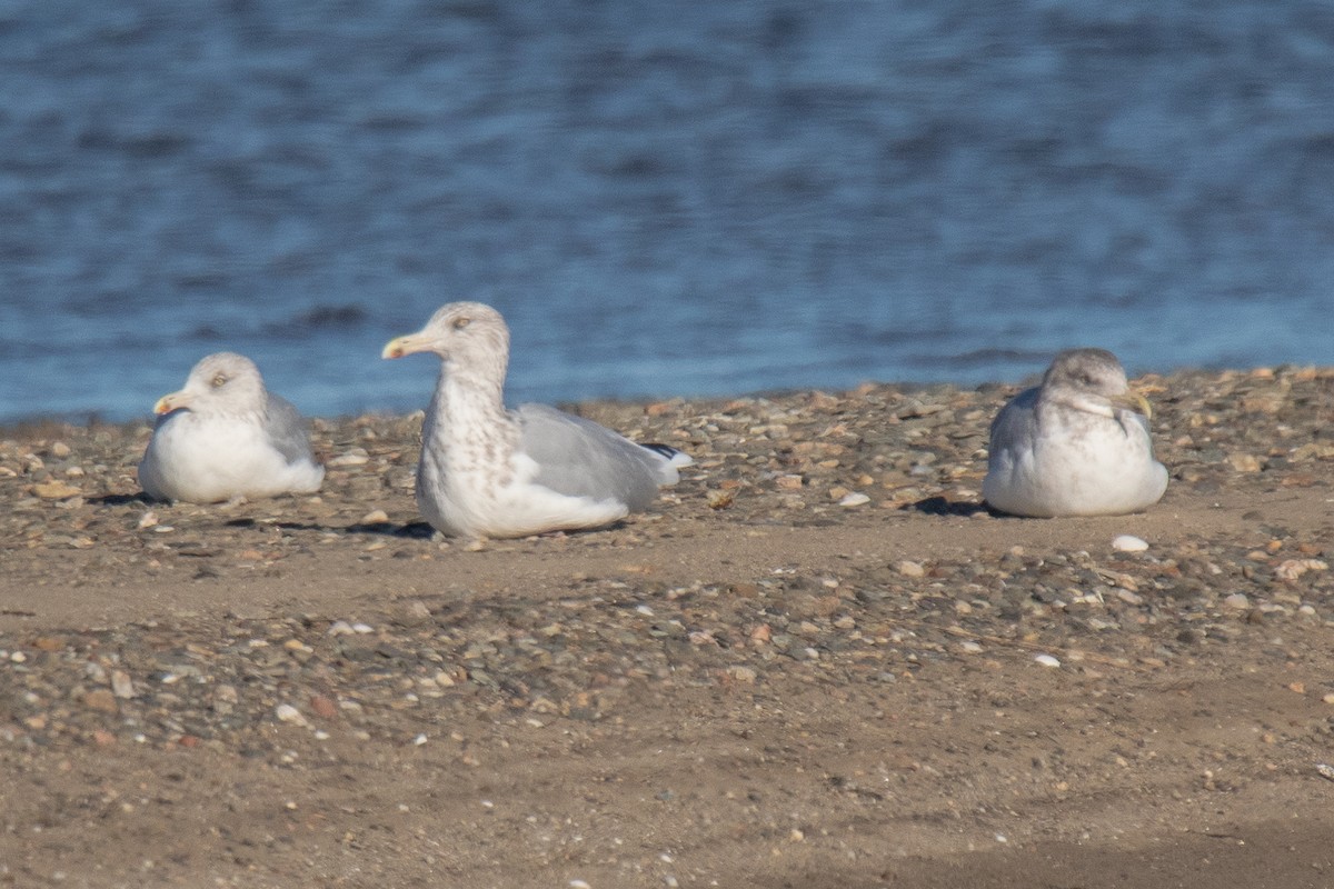 Herring Gull - ML610674835