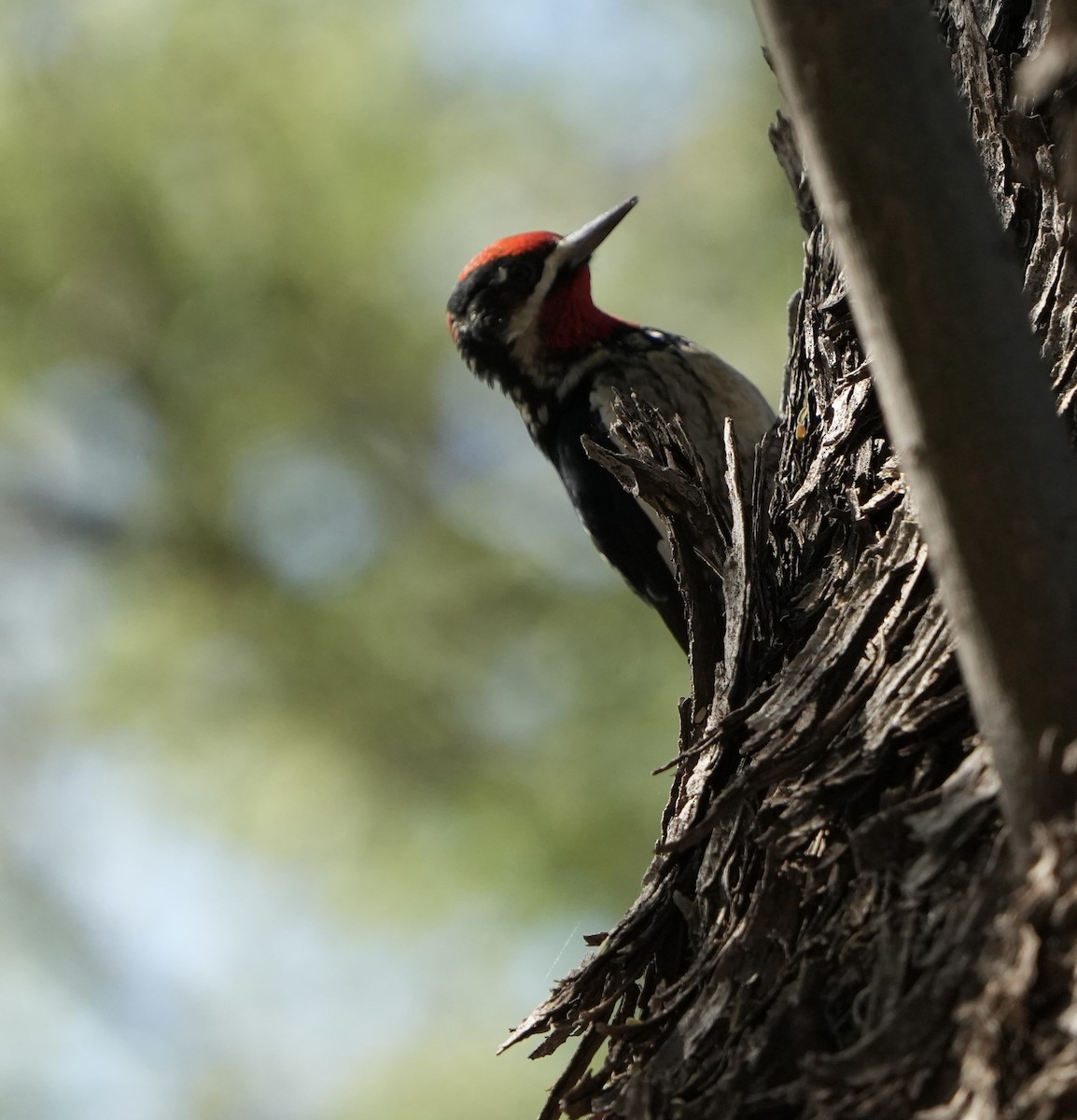 Red-naped Sapsucker - John Rhoades