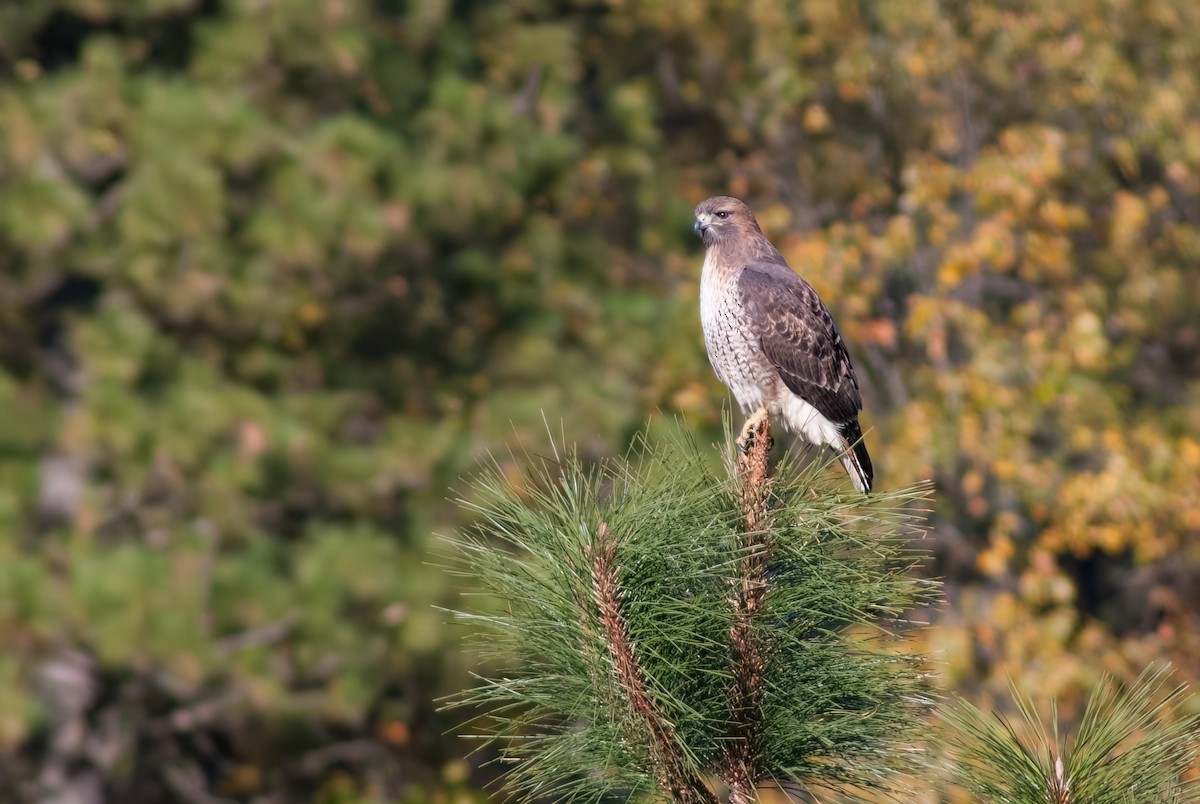 Red-tailed Hawk - ML610674840