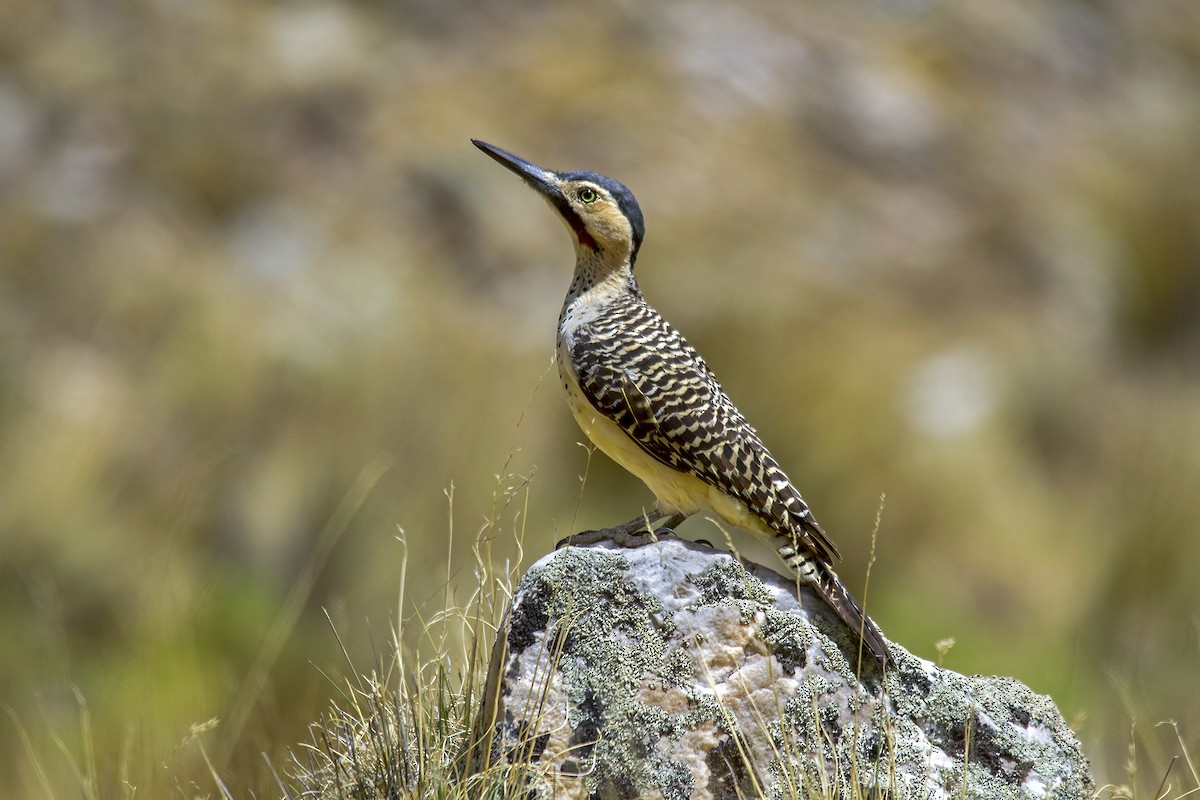 Andean Flicker - Andres Vasquez Noboa