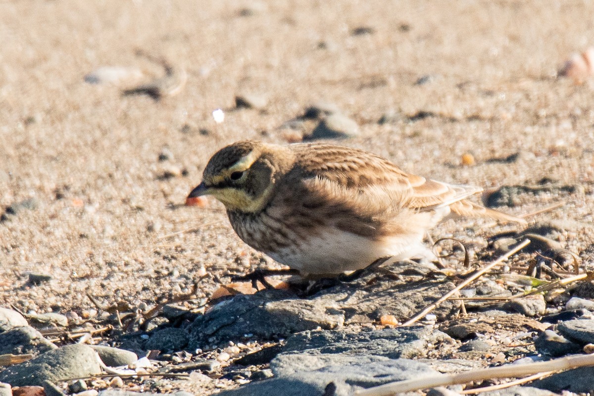 Horned Lark - ML610674854