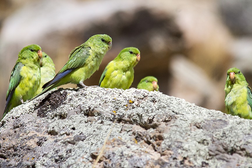 Mountain Parakeet - ML610674861