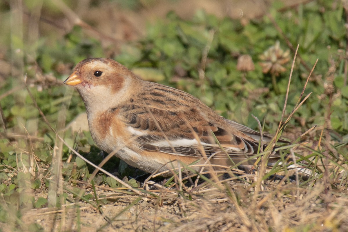 Snow Bunting - ML610674864