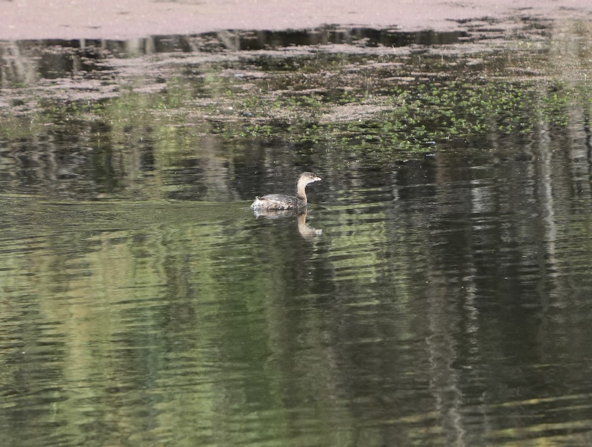 Pied-billed Grebe - John Rhoades