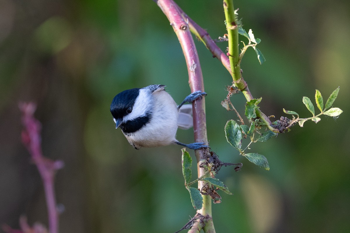 Carolina Chickadee - Chandler  Roberts