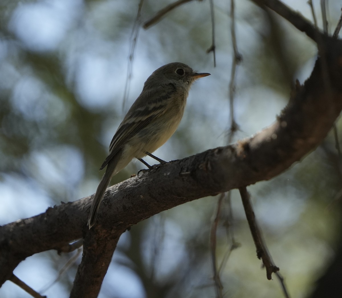 Gray Flycatcher - John Rhoades