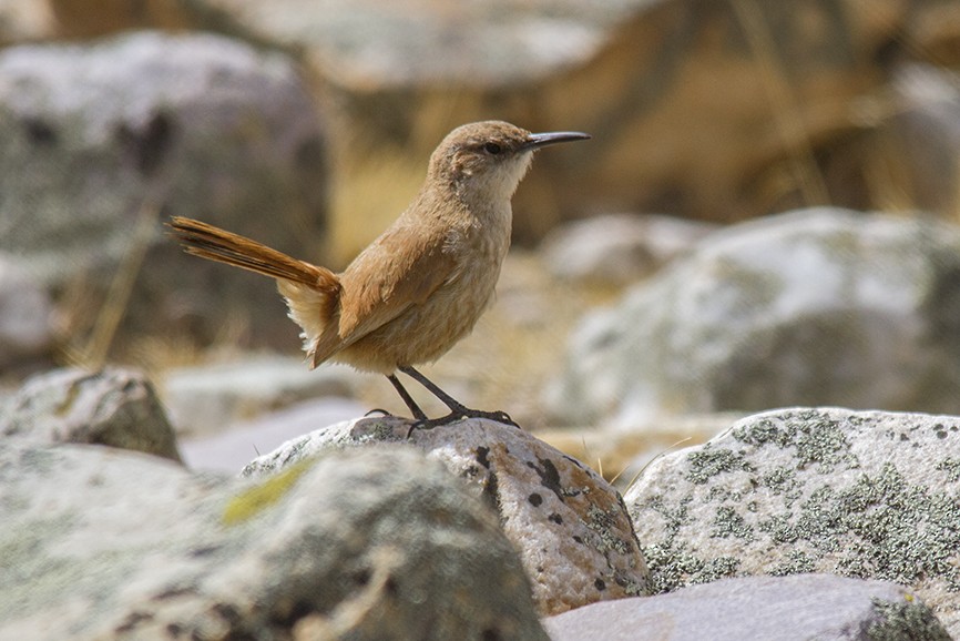 Straight-billed Earthcreeper - Andres Vasquez Noboa