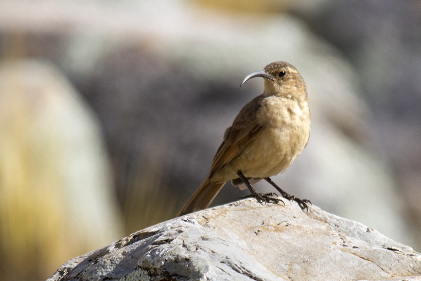 Buff-breasted Earthcreeper - ML610674981