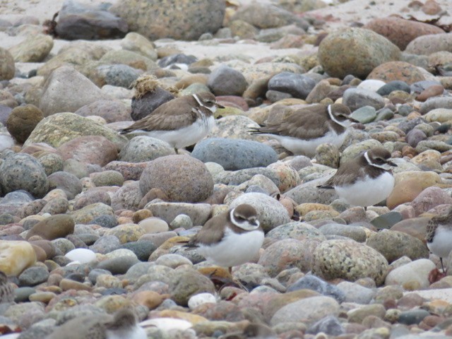 Semipalmated Plover - ML610675092