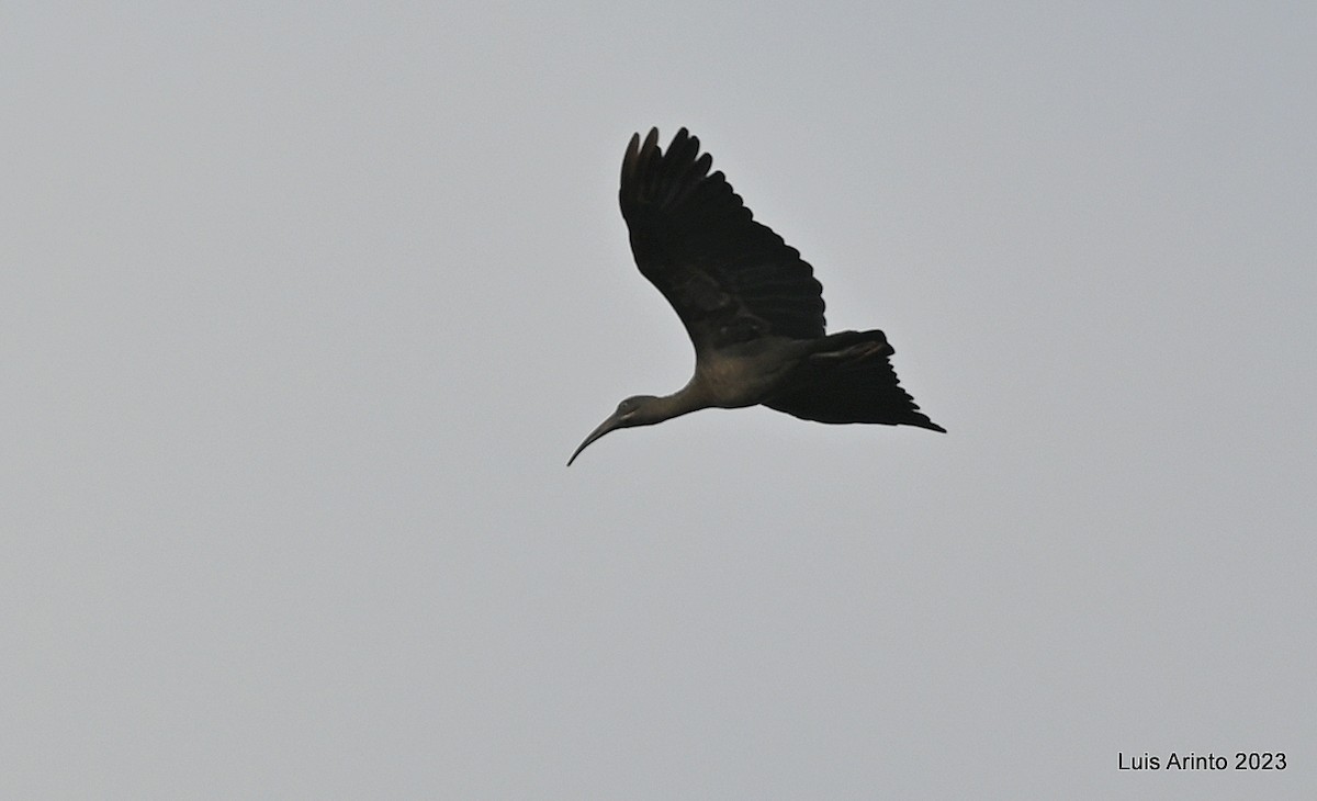 Hadada Ibis - ML610675102