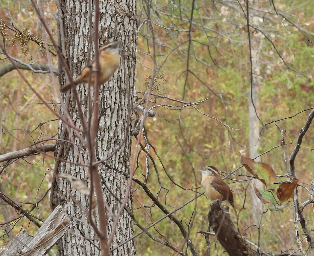 Carolina Wren - ML610675243