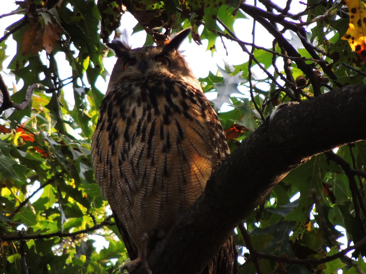 Eurasian Eagle-Owl - ML610675246