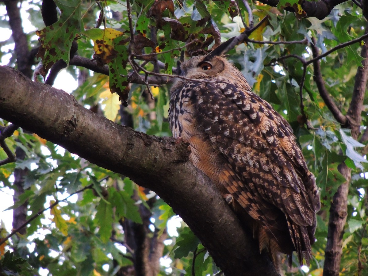 Eurasian Eagle-Owl - Roger Lambert