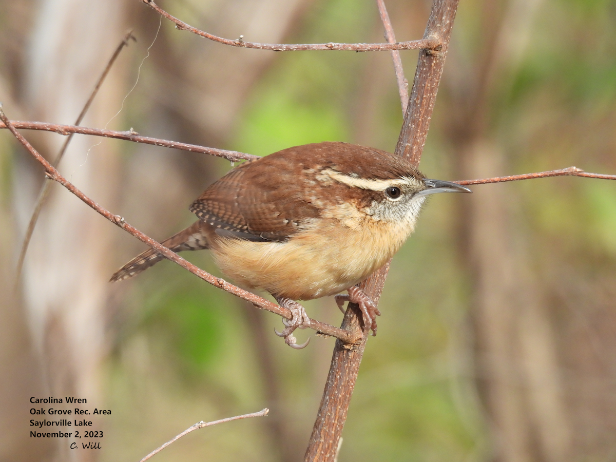 Carolina Wren - ML610675259