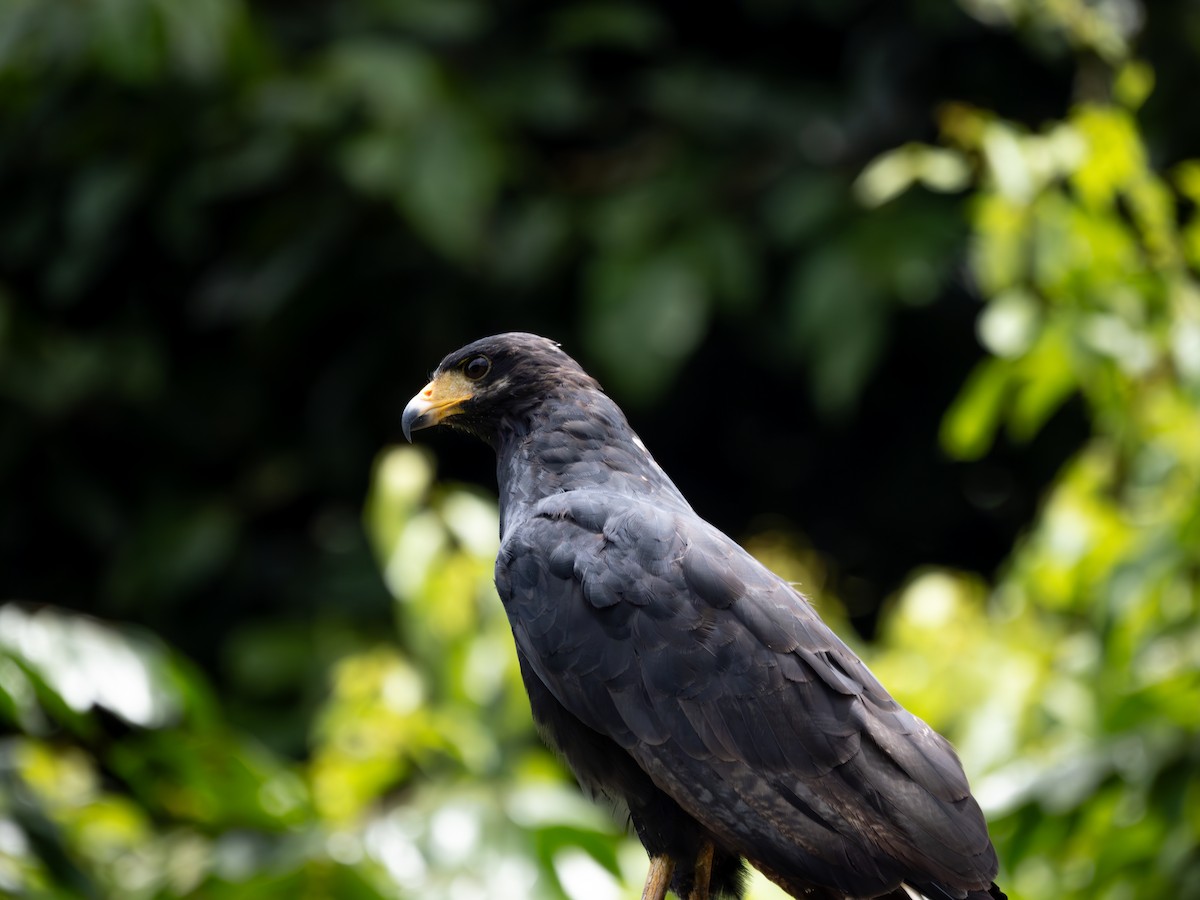 Common Black Hawk - ML610675388