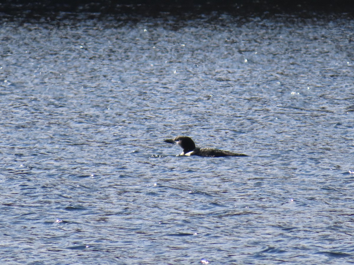 Common Loon - ML610675409