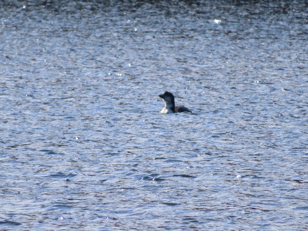 Common Loon - Sara Griesemer