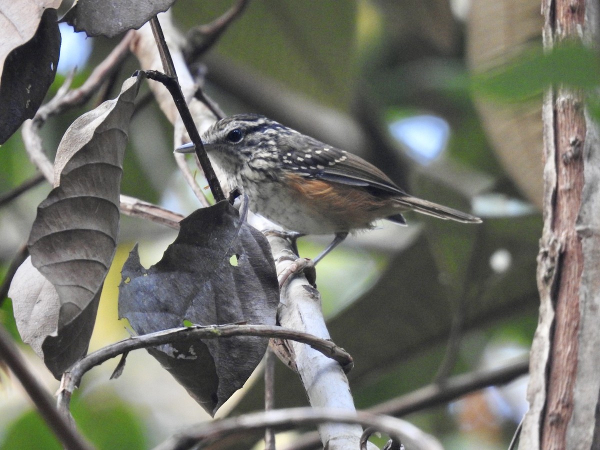 Guianan Warbling-Antbird - ML610675420
