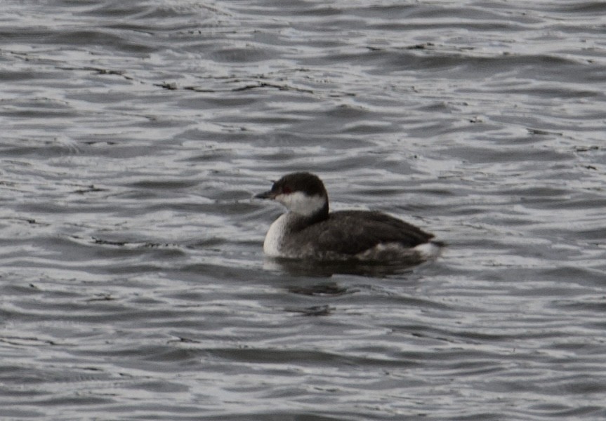 Horned Grebe - ML610675423