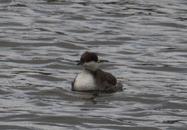 Horned Grebe - ML610675424