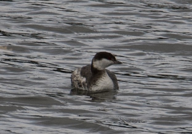 Horned Grebe - ML610675425