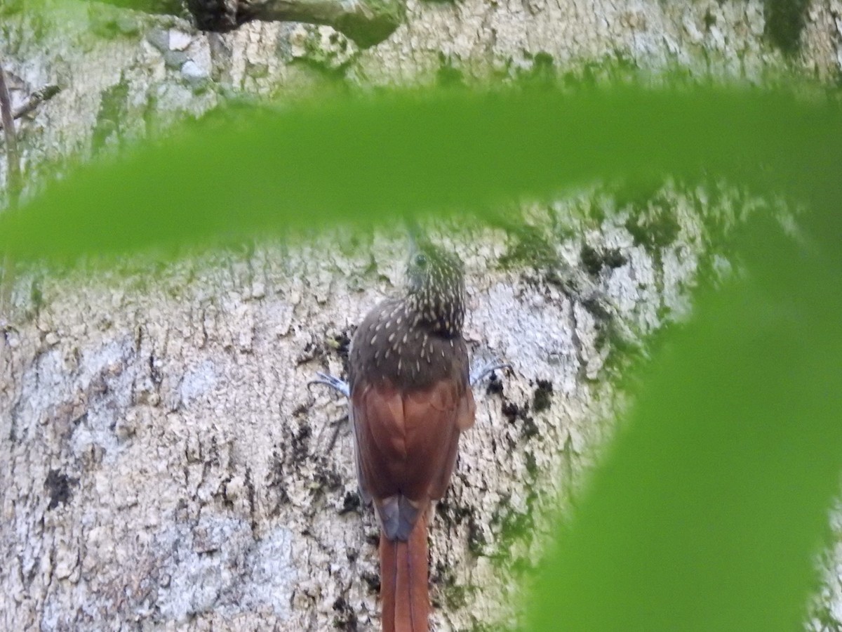 Chestnut-rumped Woodcreeper - ML610675449