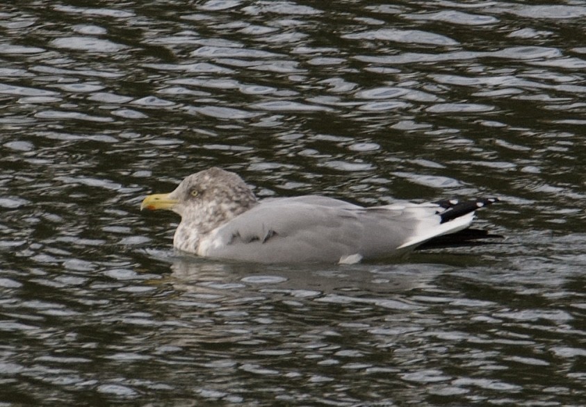 American Herring Gull - ML610675453